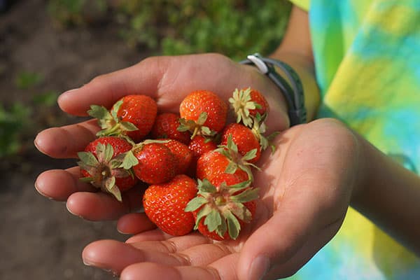 Strawberries